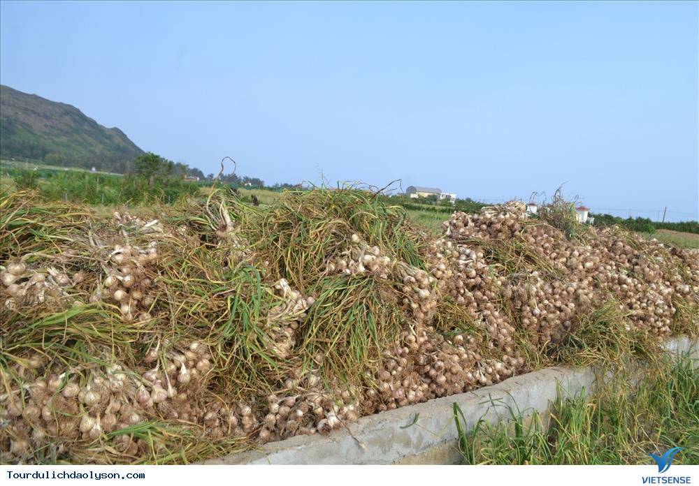 Mùa thu hoặc tỏi Lý Sơn - Ảnh 1