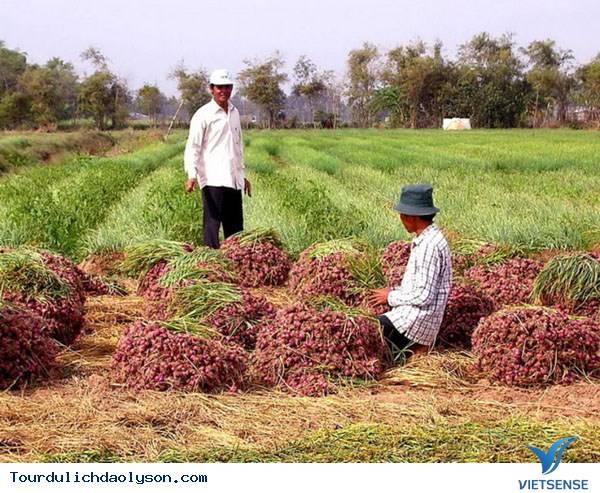 Mùa thu hoạch hành tím niềm vui của nông dân miền đất đảo - Ảnh 1 Mùa thu hoạch hành tím niềm vui của nông dân miền đất đảo - Ảnh 1