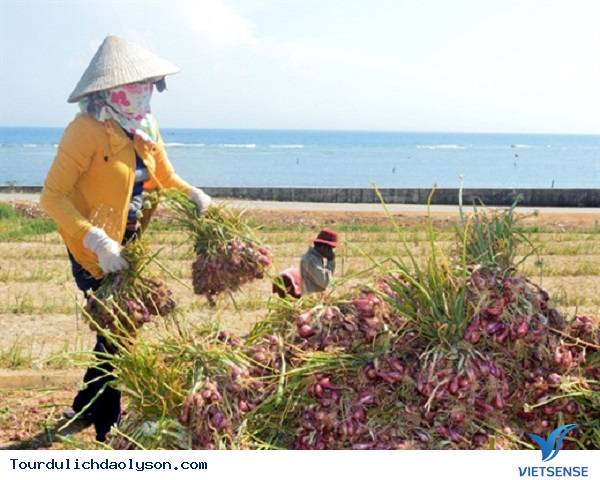Mùa thu hoạch hành tím niềm vui của nông dân miền đất đảo - Ảnh 3 Mùa thu hoạch hành tím niềm vui của nông dân miền đất đảo - Ảnh 3