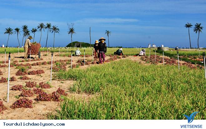 Mùa thu hoạch hành tím niềm vui của nông dân miền đất đảo - Ảnh 2 Mùa thu hoạch hành tím niềm vui của nông dân miền đất đảo - Ảnh 2