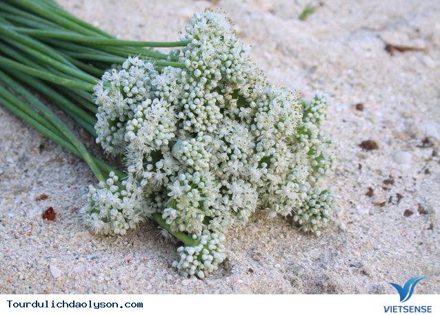 Ngồng hoa hành món quà của biển đảo Lý Sơn - Ảnh 1 Ngồng hoa hành món quà của biển đảo Lý Sơn - Ảnh 1