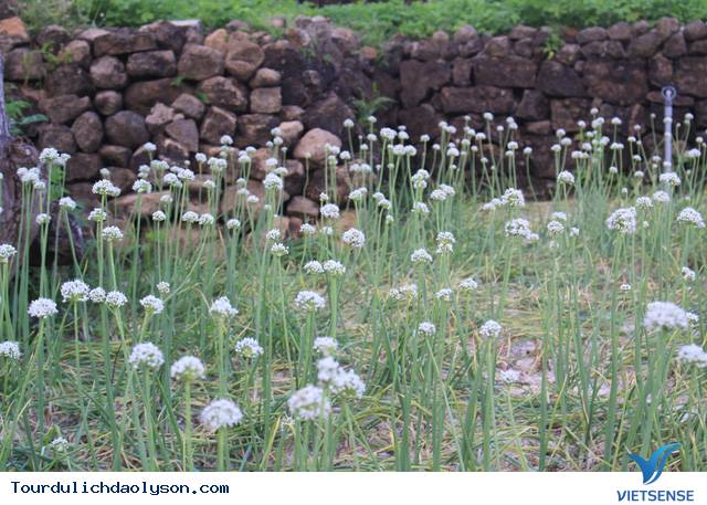 Ngồng hoa hành món quà của biển đảo Lý Sơn - Ảnh 3 Ngồng hoa hành món quà của biển đảo Lý Sơn - Ảnh 3