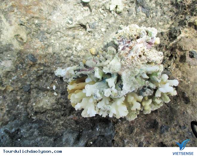 Nham thạch San Hô ở Lý Sơn - Ảnh 3
