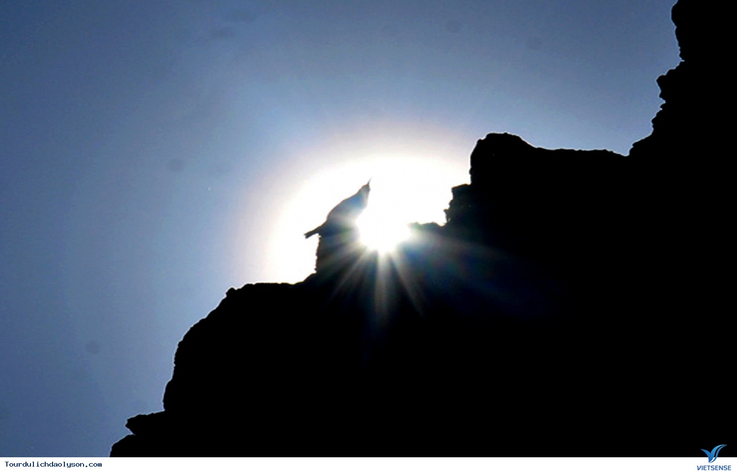 Những cánh chim hải âu trên đảo Lý Sơn - Ảnh 3