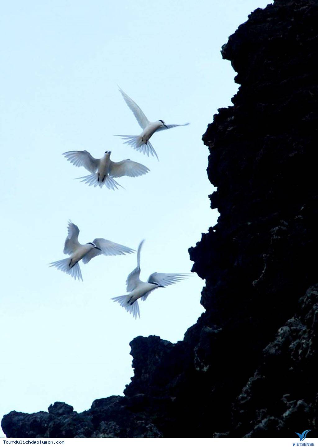 Những cánh chim hải âu trên đảo Lý Sơn - Ảnh 7