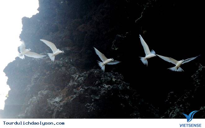 Những cánh chim hải âu trên đảo Lý Sơn - Ảnh 4