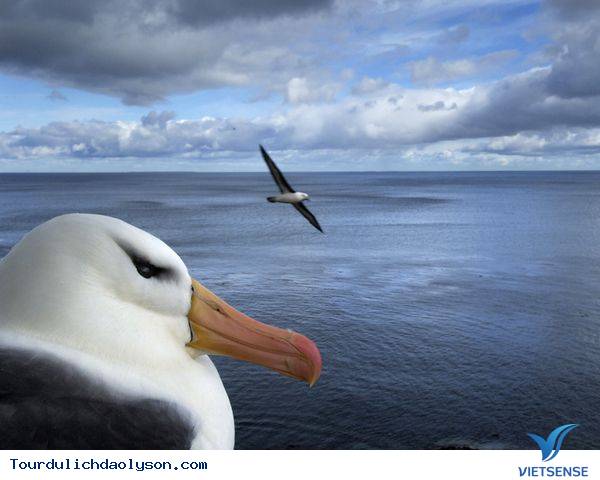 Những cánh chim hải âu trên đảo Lý Sơn - Ảnh 8