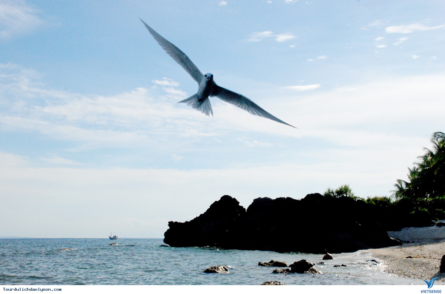 Những cánh chim hải âu trên đảo Lý Sơn - Ảnh 1