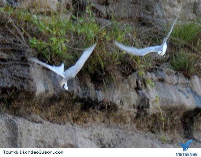 Những cánh chim hải âu trên đảo Lý Sơn - Ảnh 6