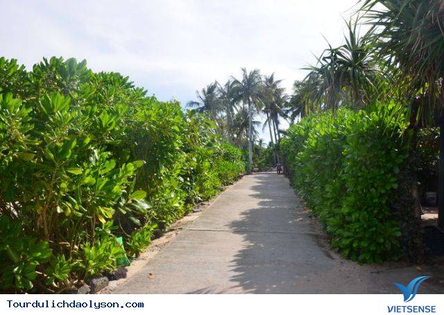 Những cây bàng vuông phủ kín miền cát trắng - Ảnh 2