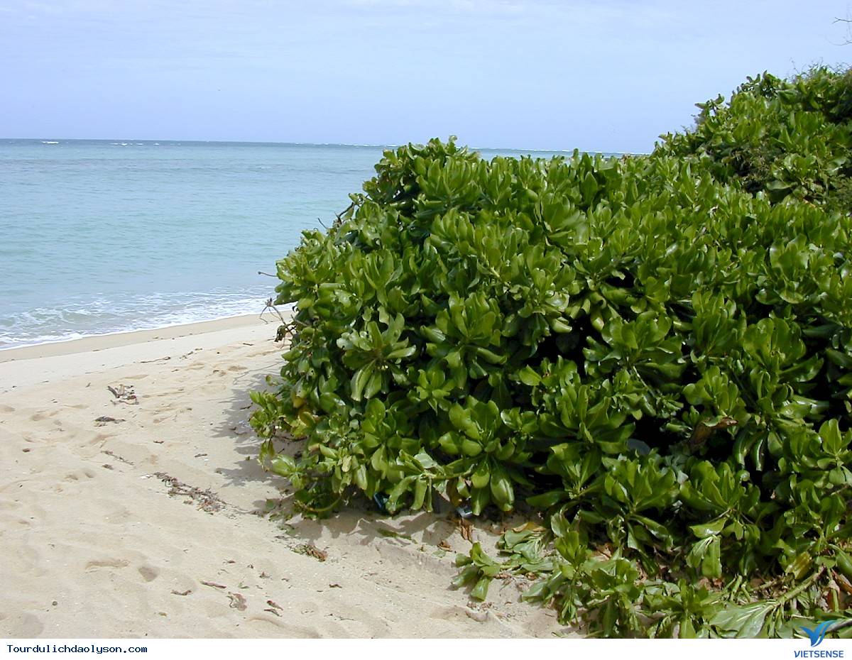 Những cây bàng vuông phủ kín miền cát trắng - Ảnh 4