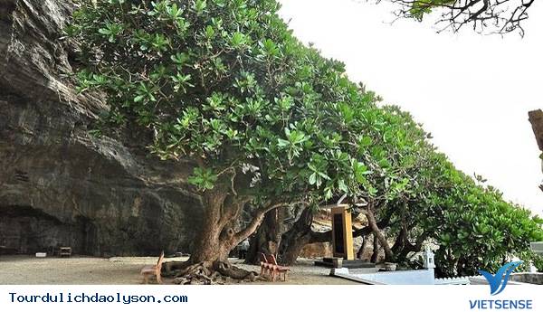 Những cây bàng vuông phủ kín miền cát trắng - Ảnh 1