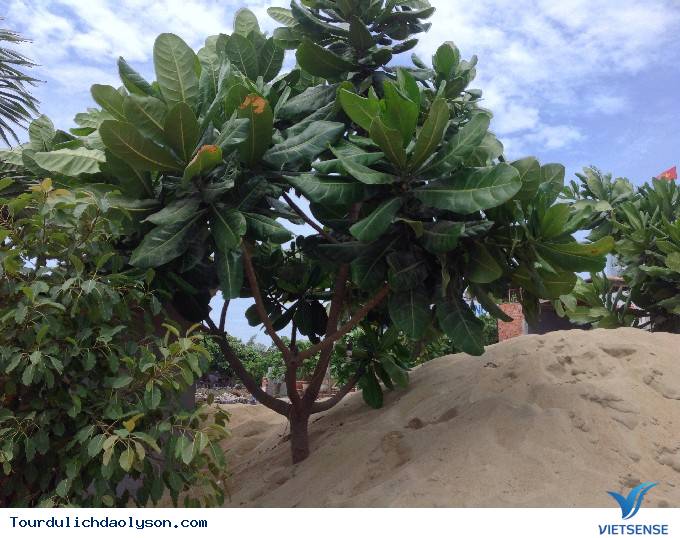 Những cây bàng vuông phủ kín miền cát trắng - Ảnh 3