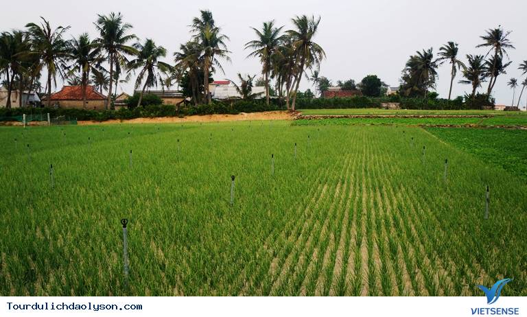Những điểm check in tuyệt đẹp ở đảo Lý Sơn - Ảnh 3 Những điểm check in tuyệt đẹp ở đảo Lý Sơn - Ảnh 3
