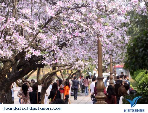 Những điểm đến tuyệt đẹp không thể bỏ qua trong tháng 3 ở Việt Nam - Ảnh 1