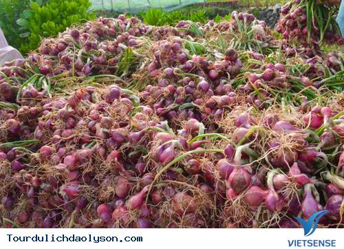 Những trải nghiệm cùng người dân biển đảo Lý Sơn - Ảnh 1 Những trải nghiệm cùng người dân biển đảo Lý Sơn - Ảnh 1