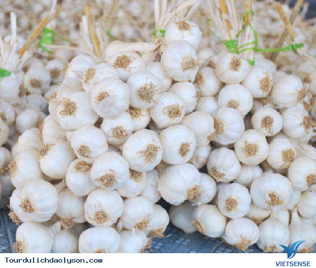 Nổi lo thiếu cát trắng của người trồng tỏi Lý Sơn - Ảnh 3 Nổi lo thiếu cát trắng của người trồng tỏi Lý Sơn - Ảnh 3