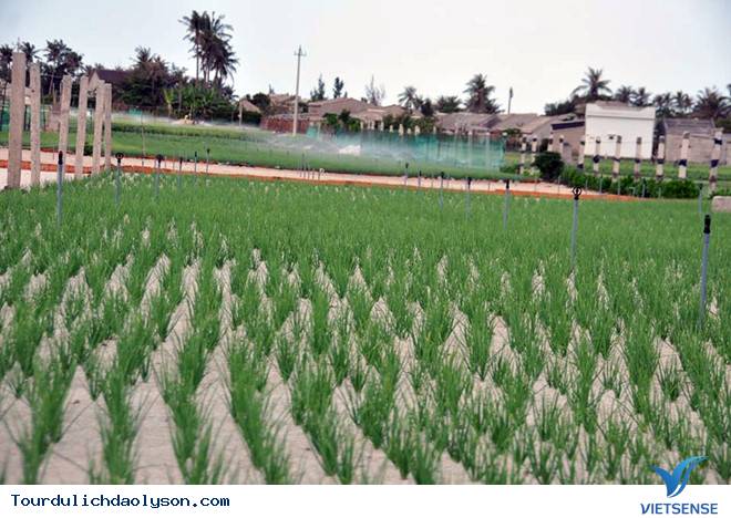 Nổi lo thiếu cát trắng của người trồng tỏi Lý Sơn - Ảnh 2 Nổi lo thiếu cát trắng của người trồng tỏi Lý Sơn - Ảnh 2