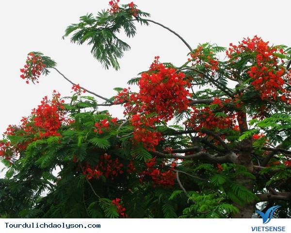 Quảng Ngãi những con đường đẹp như trong truyện cổ tích - Ảnh 5