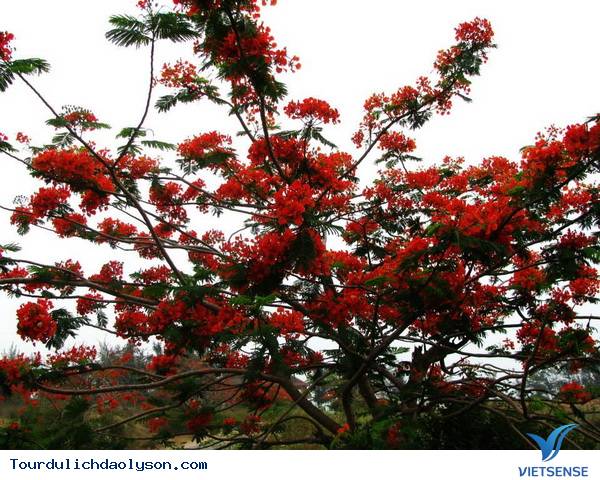 Quảng Ngãi những con đường đẹp như trong truyện cổ tích - Ảnh 3