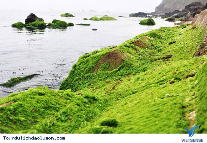 Rêu dệt thảm trầm tích đảo Lý Sơn - Ảnh 1 Rêu dệt thảm trầm tích đảo Lý Sơn - Ảnh 1