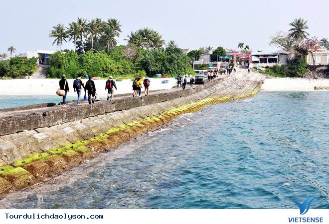 Rêu dệt thảm trầm tích đảo Lý Sơn - Ảnh 2 Rêu dệt thảm trầm tích đảo Lý Sơn - Ảnh 2