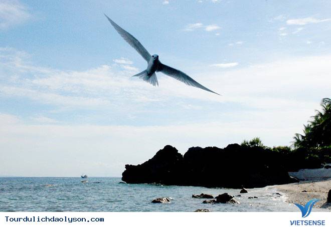 Rêu dệt thảm trầm tích đảo Lý Sơn - Ảnh 9 Rêu dệt thảm trầm tích đảo Lý Sơn - Ảnh 9