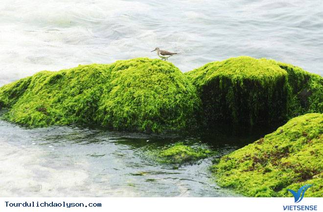 Rêu dệt thảm trầm tích đảo Lý Sơn - Ảnh 3 Rêu dệt thảm trầm tích đảo Lý Sơn - Ảnh 3