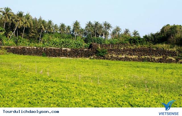 Ruộng bậc thang hút khách tại đảo Lý Sơn - Ảnh 7