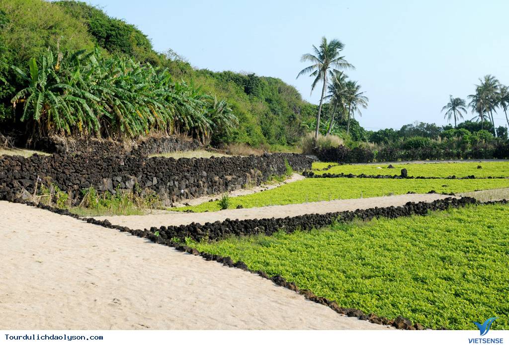 Ruộng bậc thang hút khách tại đảo Lý Sơn - Ảnh 4