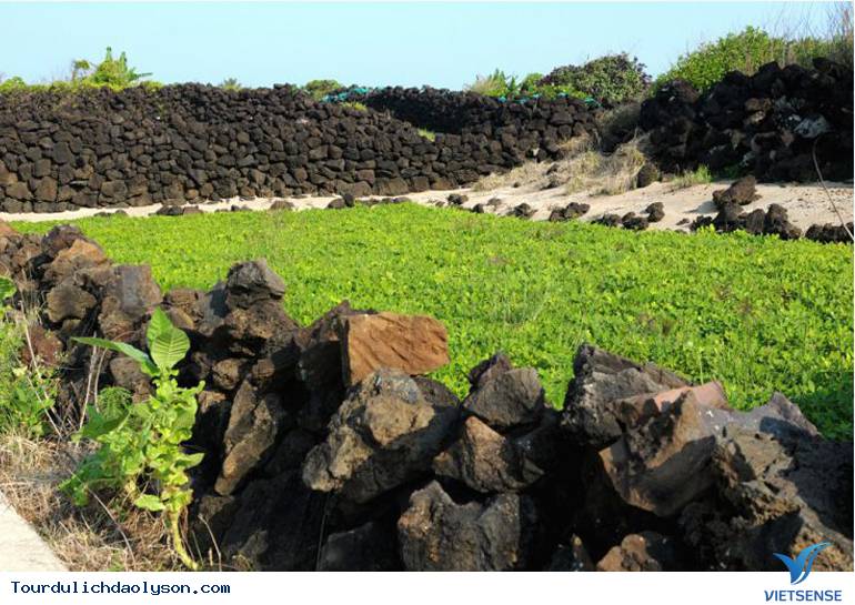 Ruộng bậc thang hút khách tại đảo Lý Sơn - Ảnh 5