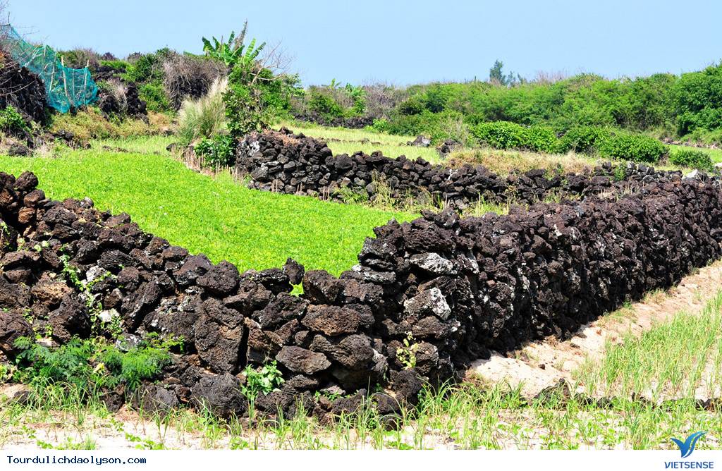 Ruộng bậc thang hút khách tại đảo Lý Sơn - Ảnh 3