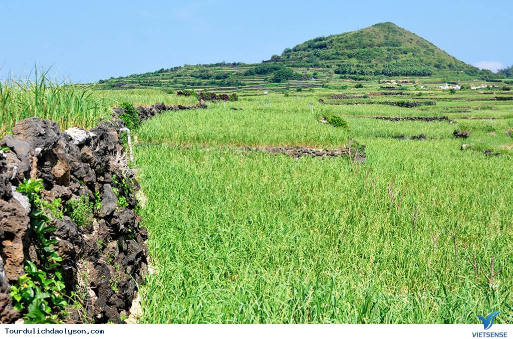 Ruộng bậc thang hút khách tại đảo Lý Sơn - Ảnh 1