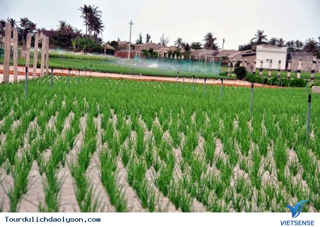 Sự hệ lụy phát triển quá nóng tại đảo Lý Sơn - Ảnh 4 Sự hệ lụy phát triển quá nóng tại đảo Lý Sơn - Ảnh 4