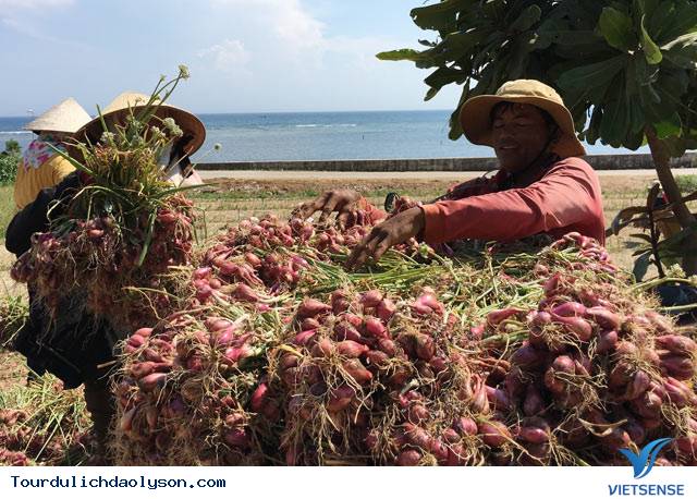 Sửng sốt vì giá hành tím Lý Sơn - Ảnh 1