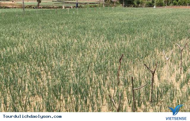 Sửng sốt vì giá hành tím Lý Sơn - Ảnh 4