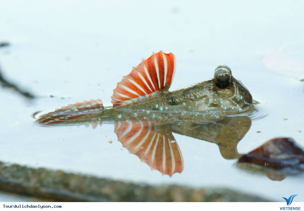 Thưởng thức cá thòi lòi biển đảo Lý Sơn - Ảnh 2