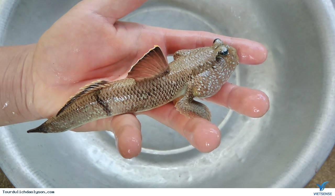 Thưởng thức cá thòi lòi biển đảo Lý Sơn - Ảnh 3