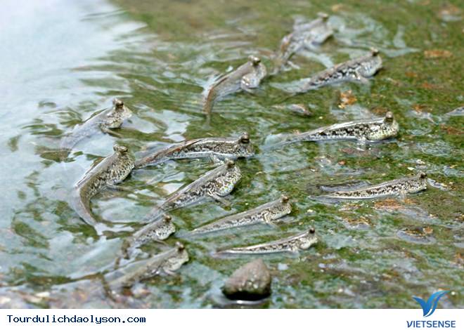 Thưởng thức cá thòi lòi biển đảo Lý Sơn - Ảnh 1