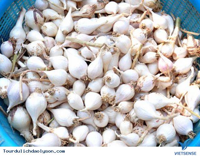 Tỏi cô đơn- Đảo Lý Sơn - Ảnh 2 Tỏi cô đơn- Đảo Lý Sơn - Ảnh 2