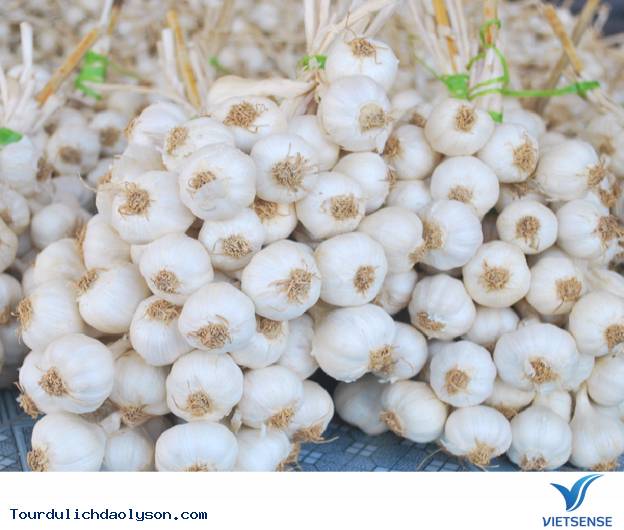 Tỏi cô đơn- Đảo Lý Sơn - Ảnh 1 Tỏi cô đơn- Đảo Lý Sơn - Ảnh 1