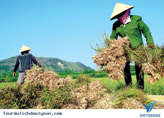 Tỏi cô đơn- Đảo Lý Sơn - Ảnh 3 Tỏi cô đơn- Đảo Lý Sơn - Ảnh 3