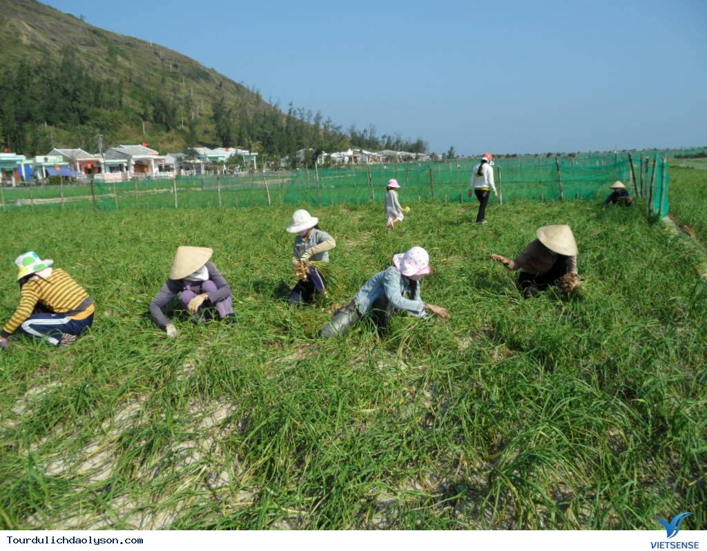 Tỏi voi Nhật Bản trồng tại Lý Sơn - Ảnh 1