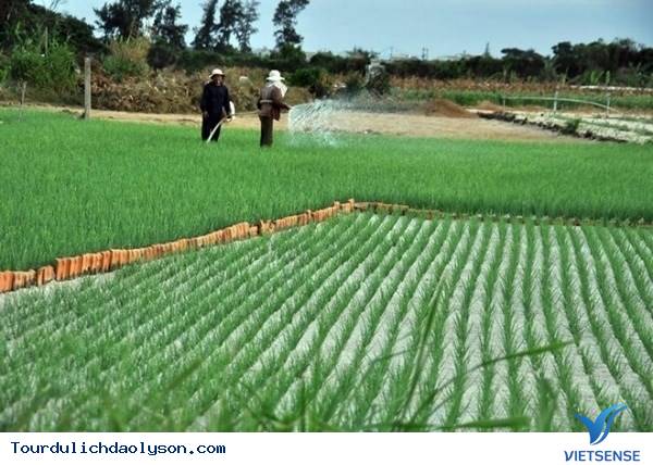 Tỏi voi Nhật Bản trồng tại Lý Sơn - Ảnh 2