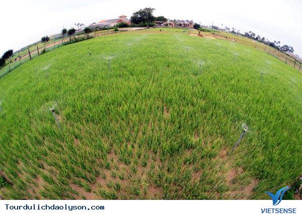 Trở lại thăm đảo Lý Sơn - Ảnh 4 Trở lại thăm đảo Lý Sơn - Ảnh 4