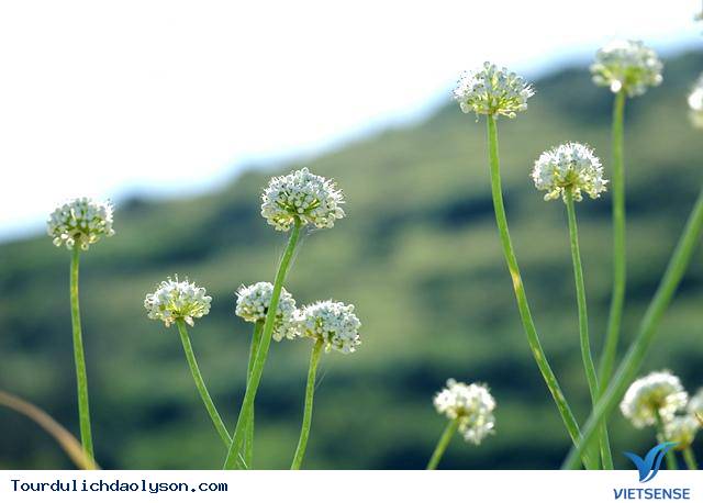 Vẻ đẹp tinh khôi mùa hoa hành Lý Sơn - Ảnh 3