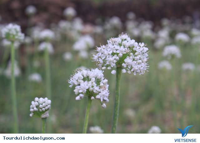 Vẻ đẹp tinh khôi mùa hoa hành Lý Sơn - Ảnh 2